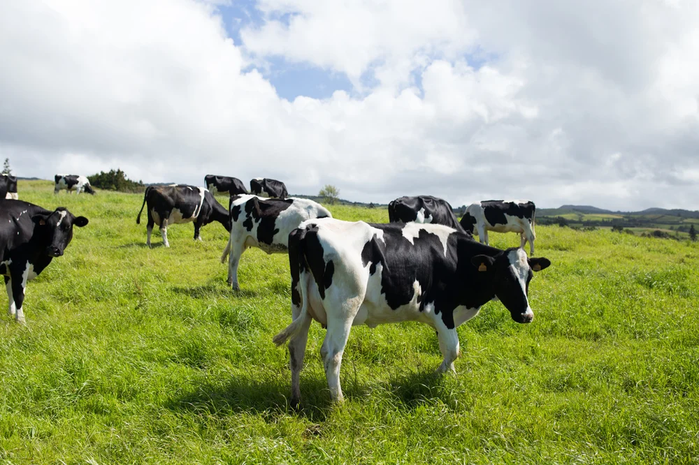 Traditional cow milking experience on a farm