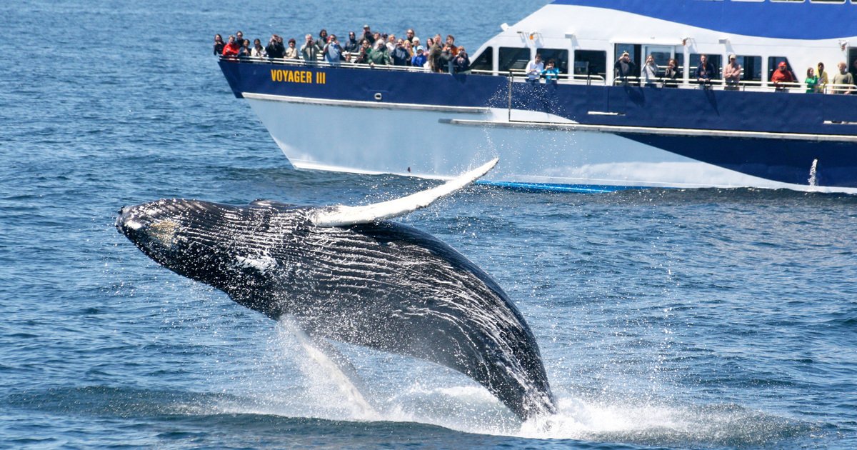 Whale and dolphin watching in the Azores